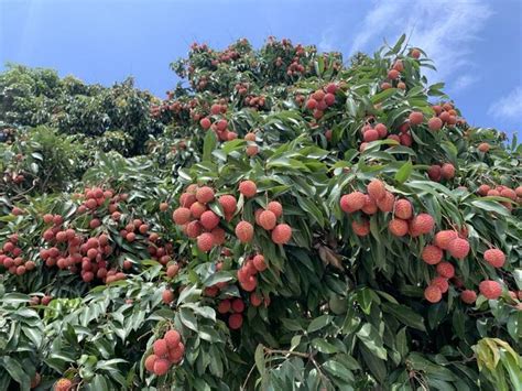 百年荔枝|118年树龄！南沙这里17棵百年荔枝树“红”了！